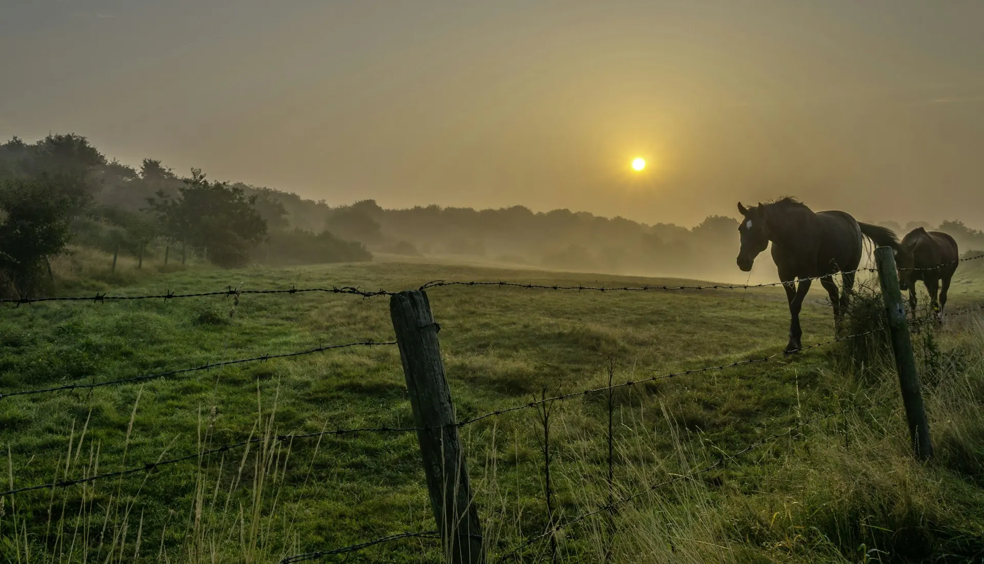 Horses in a misty pasture at sunrise