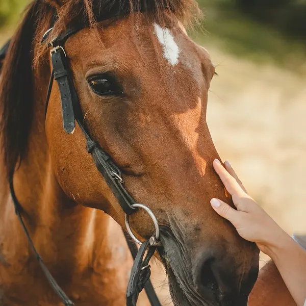 A rider holding the halter of a brown horse