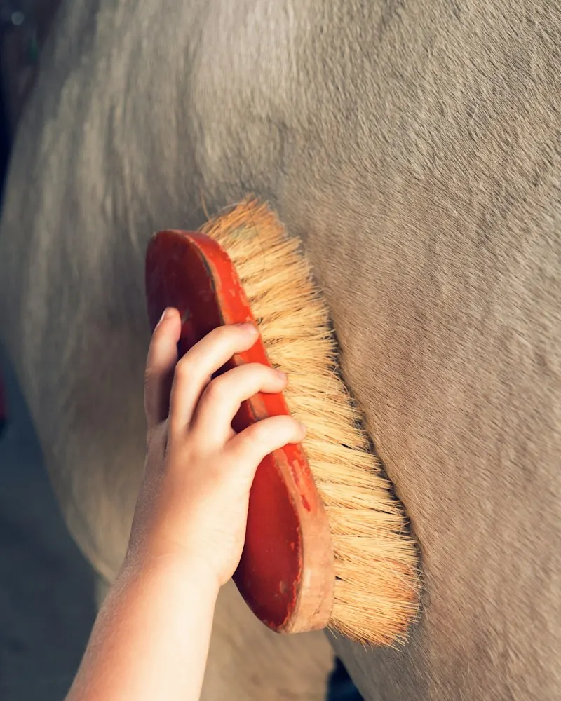A volunteer brushing a horse