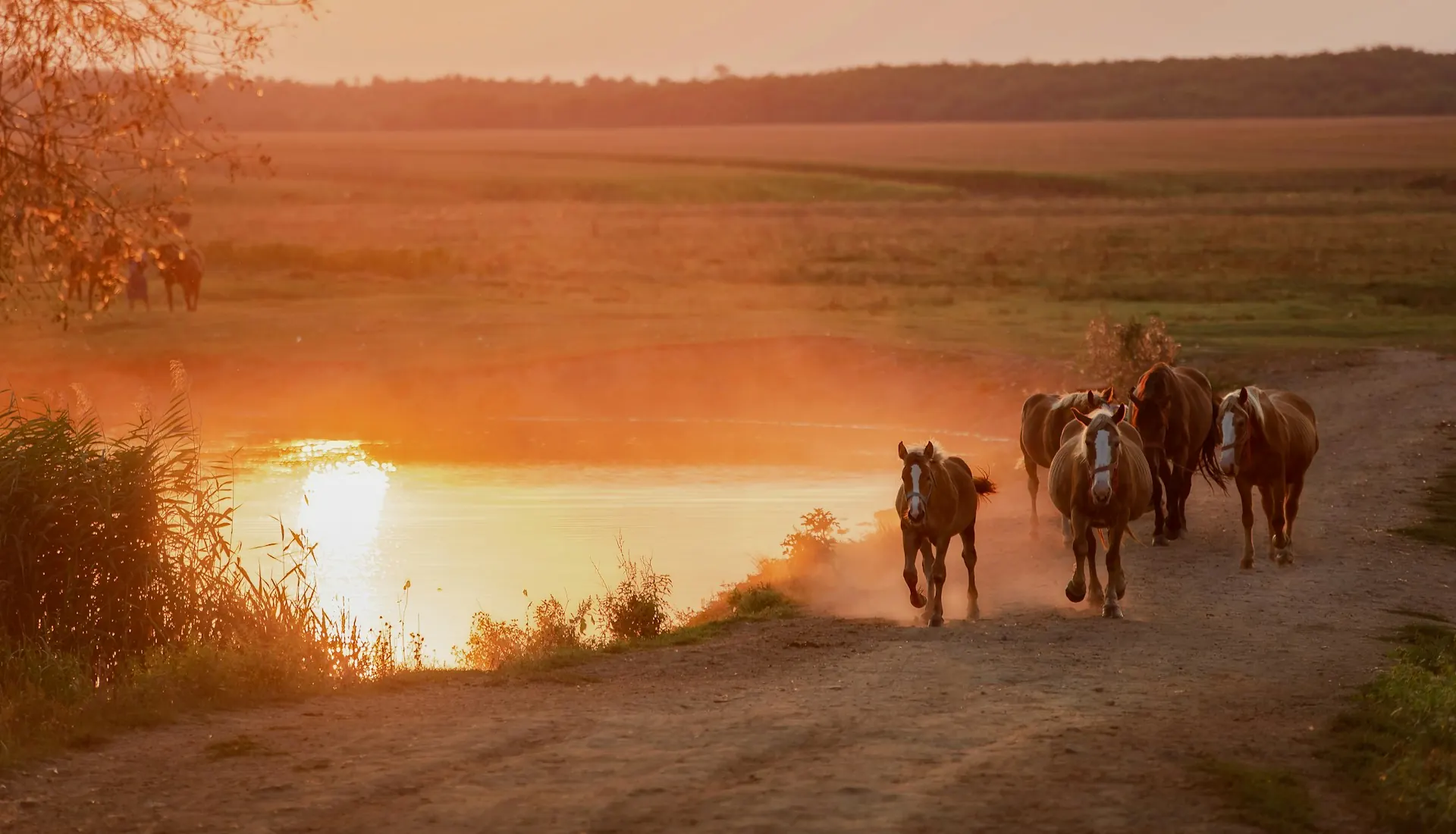 Riders and horses crossing a field at golden hour