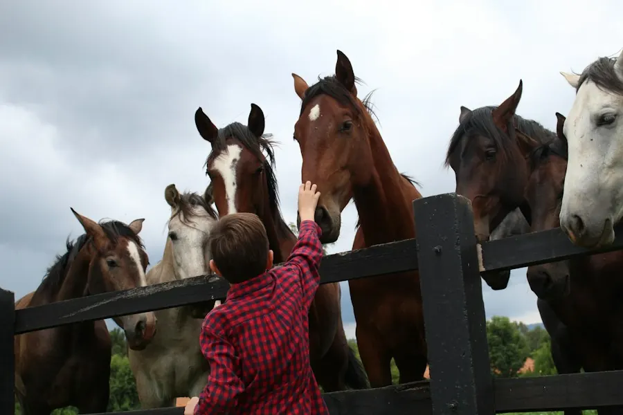 A child reaching over a fence to greet a row of horses