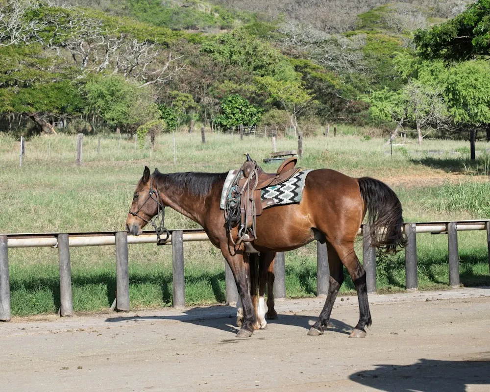 A saddled horse waiting by the arena fence